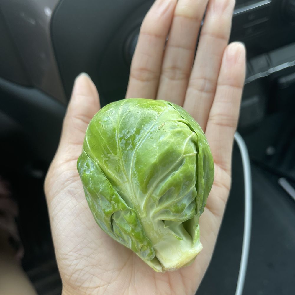 Four Town Farm - Huge Brussels sprouts - Fruits & Veggies Near Me - Seekonk, Massachusetts