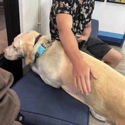 Dog at the vet Dog at the vet
