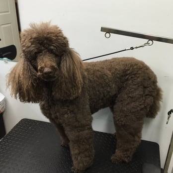 Spot On Pet Grooming - Before - Pet Groomers Near Me - Decker, Michigan Spot On Pet Grooming - Before - Pet Groomers Near Me - Decker, Michigan