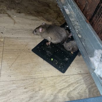 Corporate Chamberlin + Associates - Rats I found under my stove - Property Management Near Me - Phoenix, Arizona Corporate Chamberlin + Associates - Rats I found under my stove - Property Management Near Me - Phoenix, Arizona