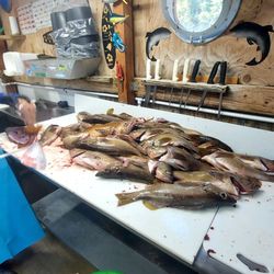 Sharky's Charters