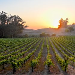 Halleck Vineyard