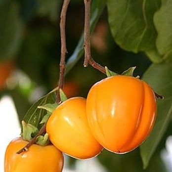 Otow Orchard - Fruits & Veggies Near Me - Granite Bay, California