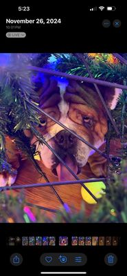 Countryside Pet Resort and Spa