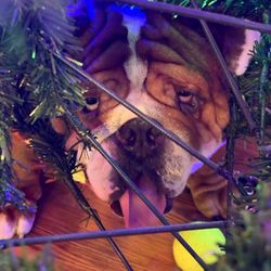 Countryside Pet Resort and Spa - The 26th the day before boarding. Clear eyes no infection no injury. No pre existing eye condition. @Paquitogriz