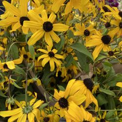 Scotts Valley Farmers Market - 8/23 CA Black eye Susan