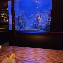 Ambiance Beautiful Fish Tank The Lighting and music set the mood Ambiance Beautiful Fish Tank The Lighting and music set the mood