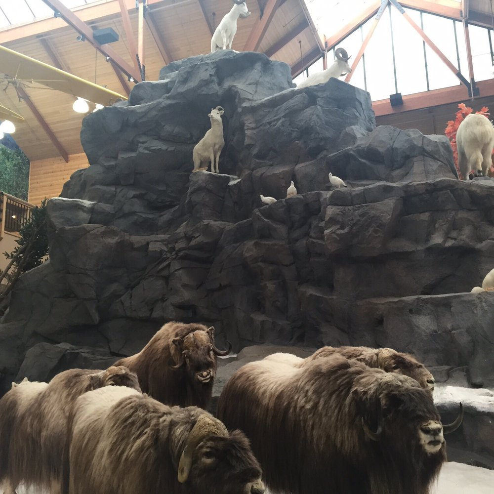 Cabela's - The buffalo roam ... In cabelas - Outdoor Gear Near Me - Buda, Texas Cabela's - The buffalo roam ... In cabelas - Outdoor Gear Near Me - Buda, Texas