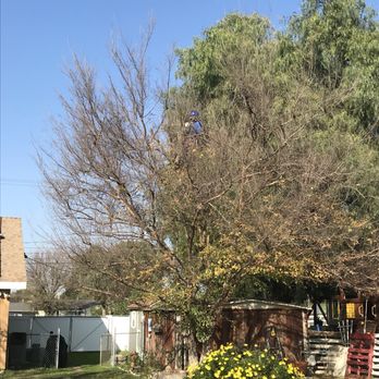 Ortega's Jr Tree Service - Tree Services Near Me - Riverside , California