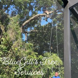 Bluegill's Tree Service