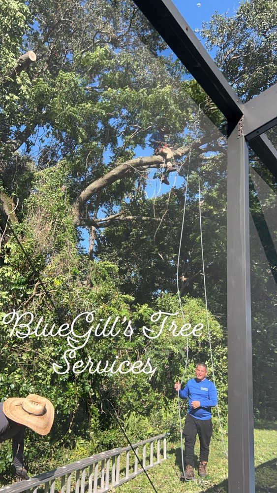 Bluegill's Tree Service - tree service in Tampa, FL
