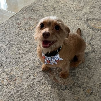 Ginger's Getaway Pet Spa - Pet Groomers Near Me - Weston, Florida Ginger's Getaway Pet Spa - Pet Groomers Near Me - Weston, Florida