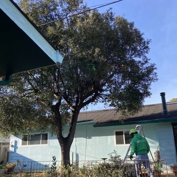 Zazueta Tree Specialists - Efficient and good work! - Tree Services Near Me Zazueta Tree Specialists - Efficient and good work! - Tree Services Near Me