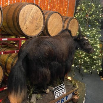 Himalayan wild yak - Rocky, a wooly yak on display - Himalayan/Nepalese Near Me - Ashburn, Virginia