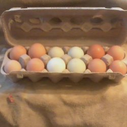 Top of the World Trading Post Disabled Veterans Store - Fresh local eggs are $3.00 a doz. or 2 Doz. for $5.00