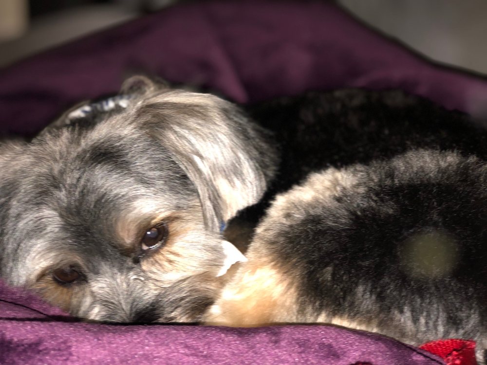 Pet Groomers K PET GROOMING 41 Photos & 65 Reviews 2476 Erringer