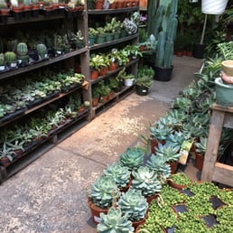 Cacti and succulents