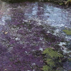 Eiszauber Ruhrauen