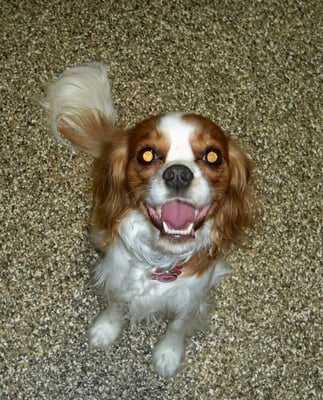 Tlc Pet Cottage 8390 Morris Rd Hilliard Oh Boarding Kennels