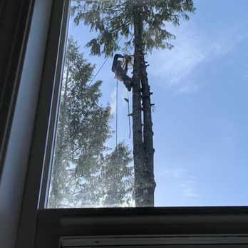 Issaquah Tree Care - Tree Services Near Me Issaquah Tree Care - Tree Services Near Me