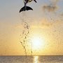 Estero Bay Express Dolphin & Sunset Boat Tours
