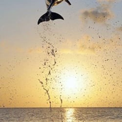 Estero Bay Express Dolphin & Sunset Boat Tours