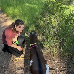 Guided Goat Hikes