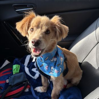 Friendly Paws Dog Salon - Pet Groomers Near Me - Northridge, California