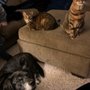 Photo of Parkway Pet Lodge