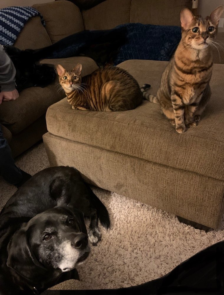 Parkway Pet Lodge - pet boarding facility in Coraopolis, PA