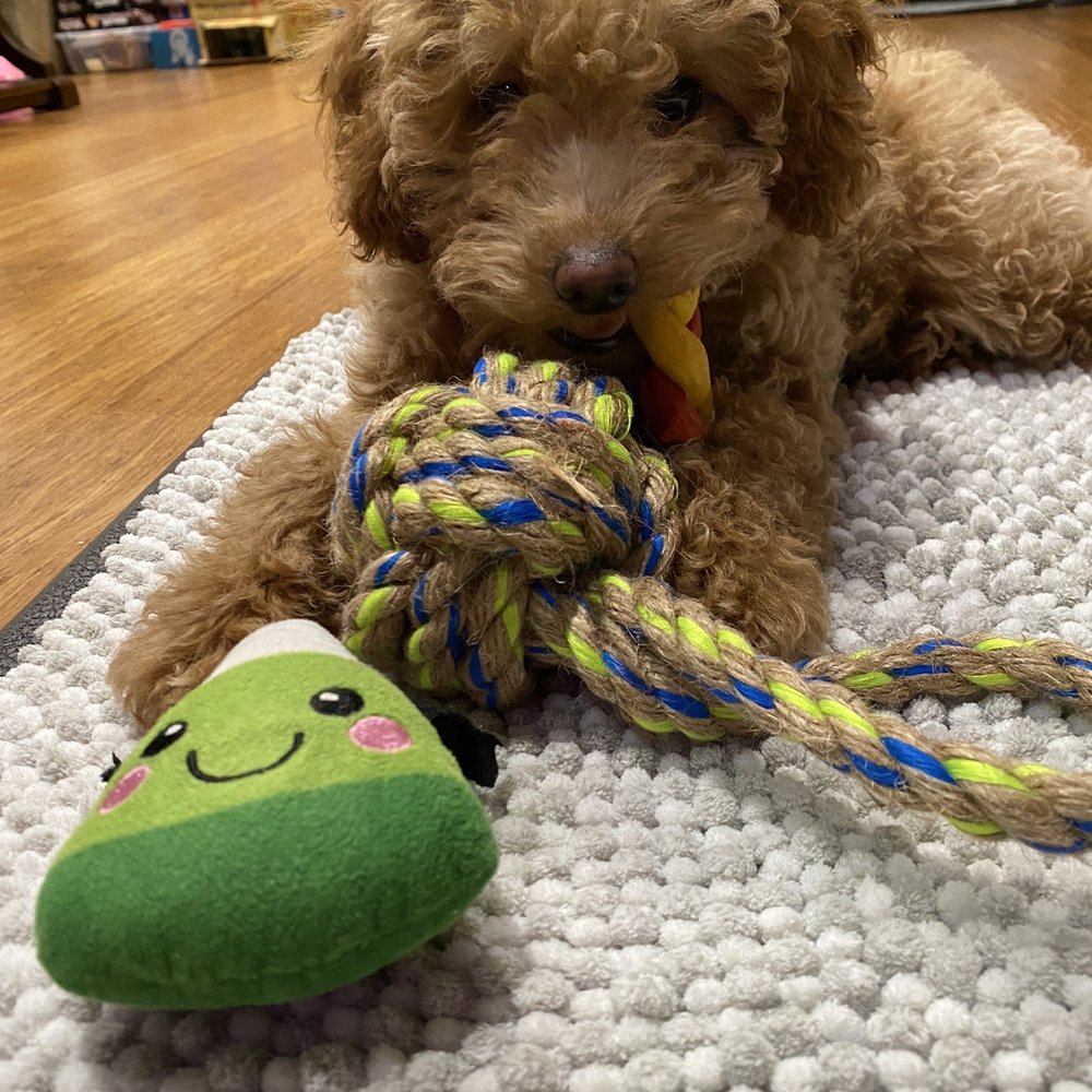 ADoodleDog - Khloe 13 weeks old; mini goldendoodle - Pet Breeders Near Me - Lynnwood, Washington ADoodleDog - Khloe 13 weeks old; mini goldendoodle - Pet Breeders Near Me - Lynnwood, Washington