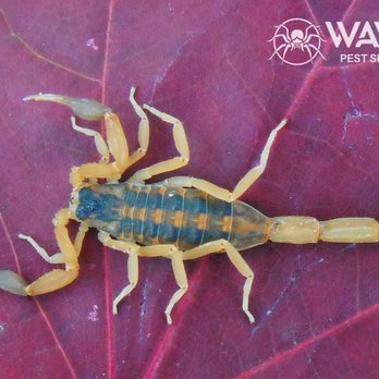 Wave Pest Services - Pest Control Near Me Wave Pest Services - Pest Control Near Me