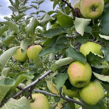 The Apple Orchard - Farms Near Me - Hamilton, Ontario The Apple Orchard - Farms Near Me - Hamilton, Ontario