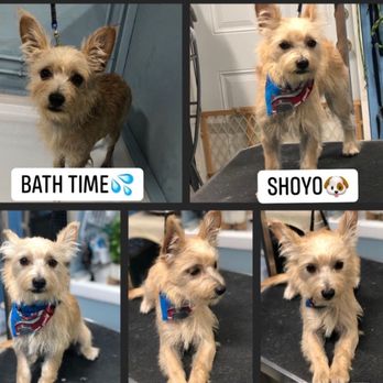 Patty's Pet Salon - Furbaby Shoyo looking fresh and clean - Pet Groomers Near Me - Jacksonville, Florida Patty's Pet Salon - Furbaby Shoyo looking fresh and clean - Pet Groomers Near Me - Jacksonville, Florida