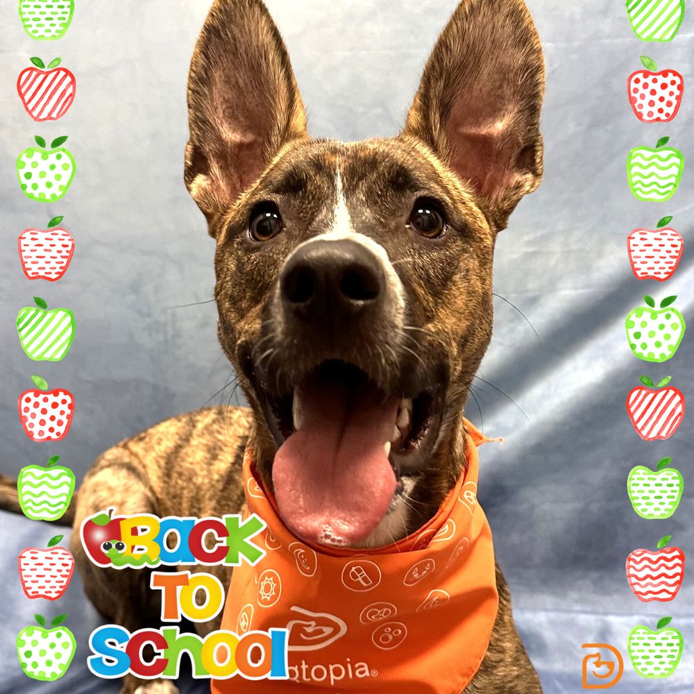 THE BEST 10 Pet Boarding/Pet Sitting in Davis, CA - Quality & Affordability  - Updated 2026 - Yelp