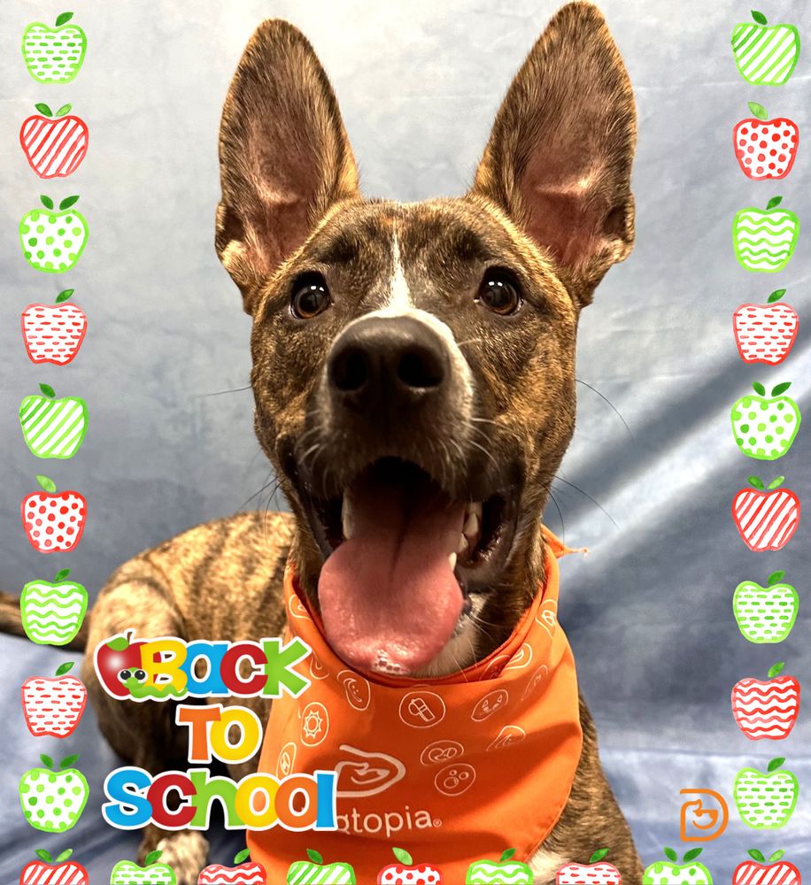 Dogtopia - pet boarding facility in Davis, CA