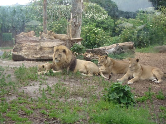 Copenhagen Zoo by null