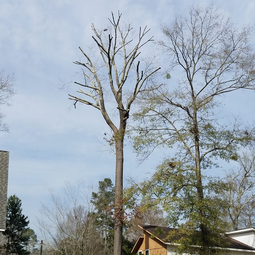 Big T's Tree Service - tree service in Baton Rouge, LA