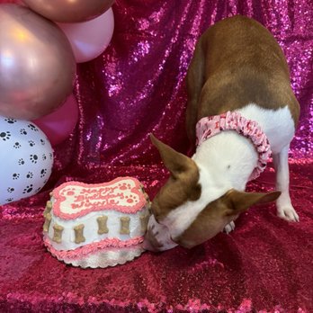 Paws and the Palette - Winnie's 1st Birthday - Pet Stores Near Me - Sacramento, California