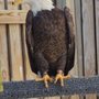 Photo of Raptor Rehabilitation of Kentucky