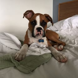 Kineo View Lodge - Our dog loved the pet friendly place!