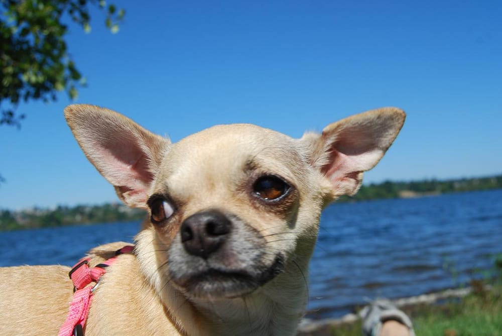 Decadent Dog Care - pet boarding facility in Seattle, WA