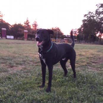 The Bark Park - Happy - Dog Parks Near Me - Sacramento, California The Bark Park - Happy - Dog Parks Near Me - Sacramento, California