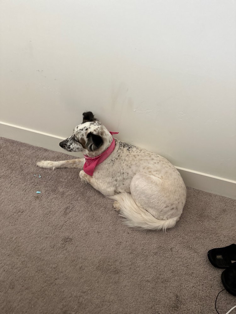 CLASSY K9 MOBILE GROOMER Litchfield Park, Arizona Pet Groomers