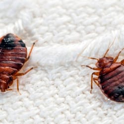 Ace Exterminating Co