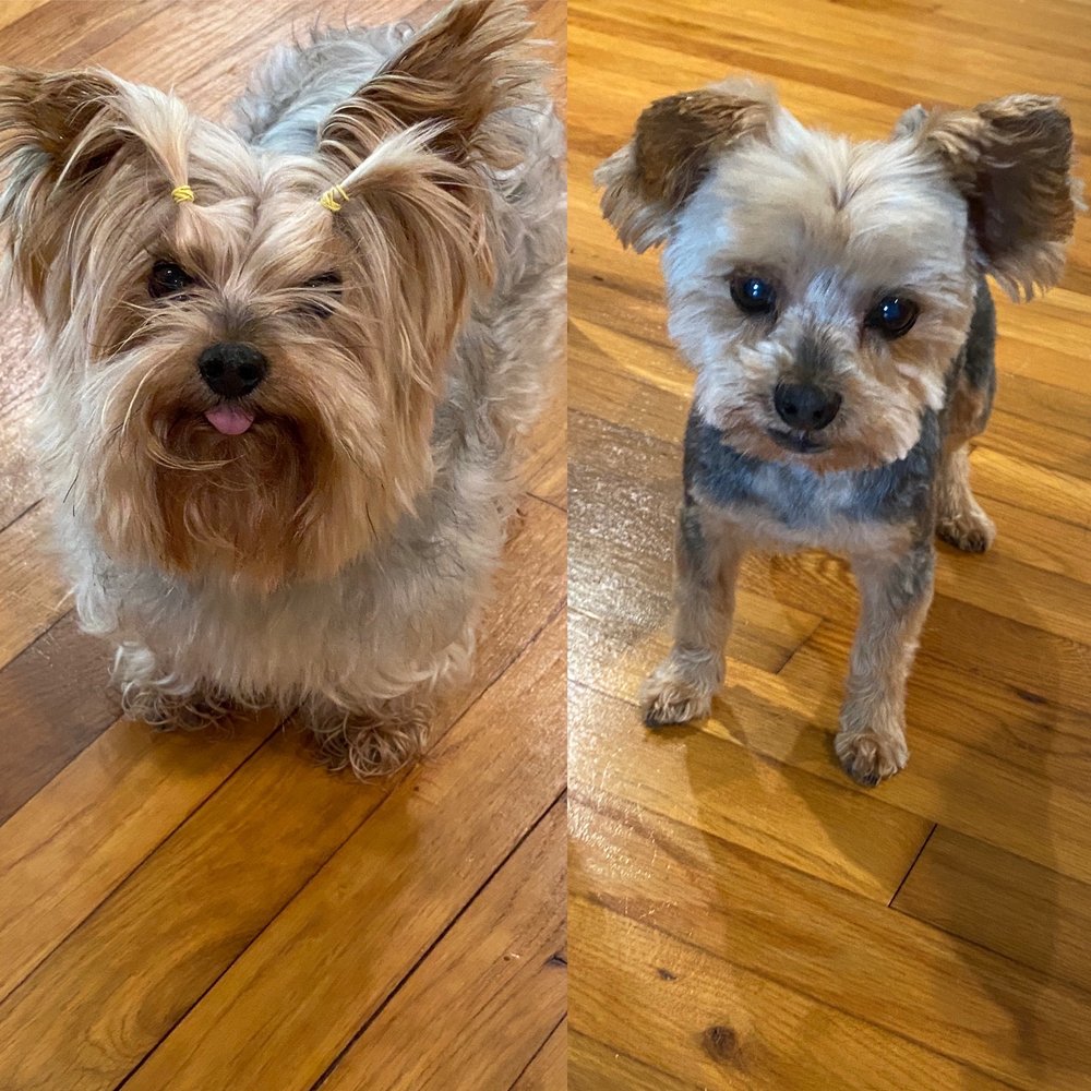 HOWLIN WHEELS GROOMING Updated May 2024 10 Photos Macon,