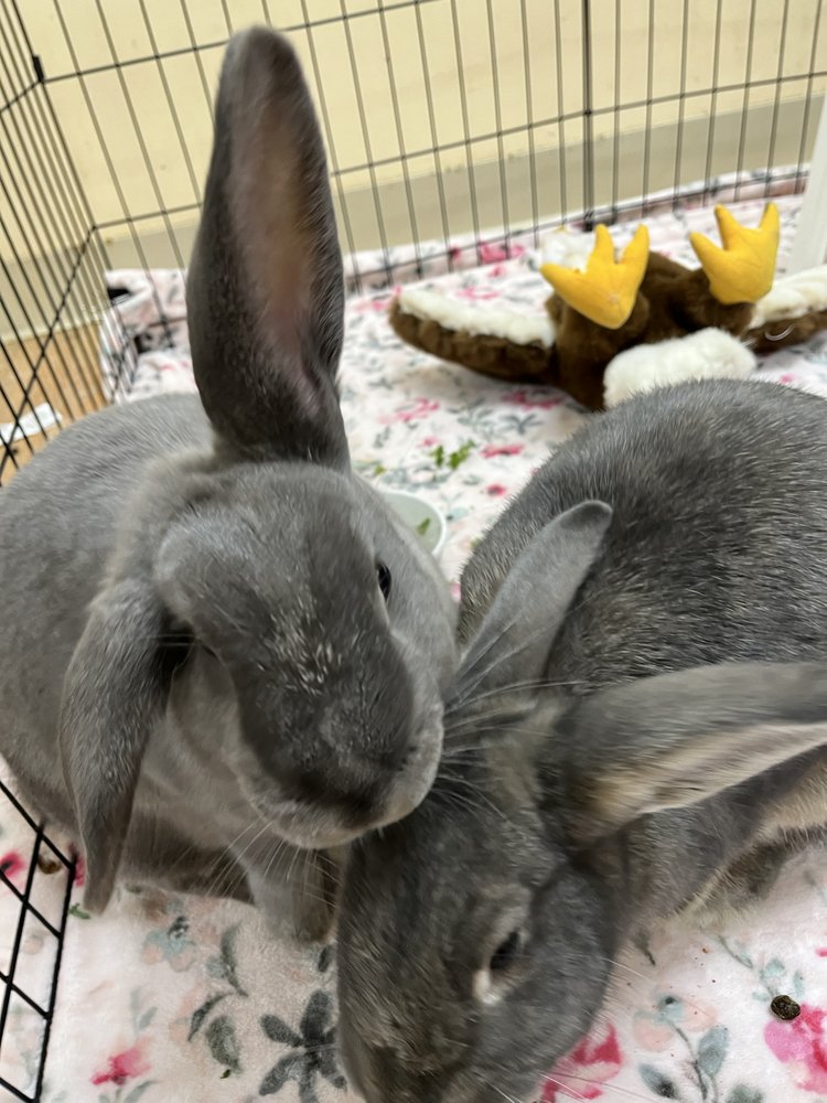 HOUSE RABBIT SOCIETY 48 Photos & 50 Reviews 148 Broadway, Richmond