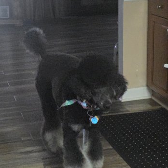 Splish Splash Pet Wash - Kassius new hair style - Pet Groomers Near Me - Taylor, Michigan
