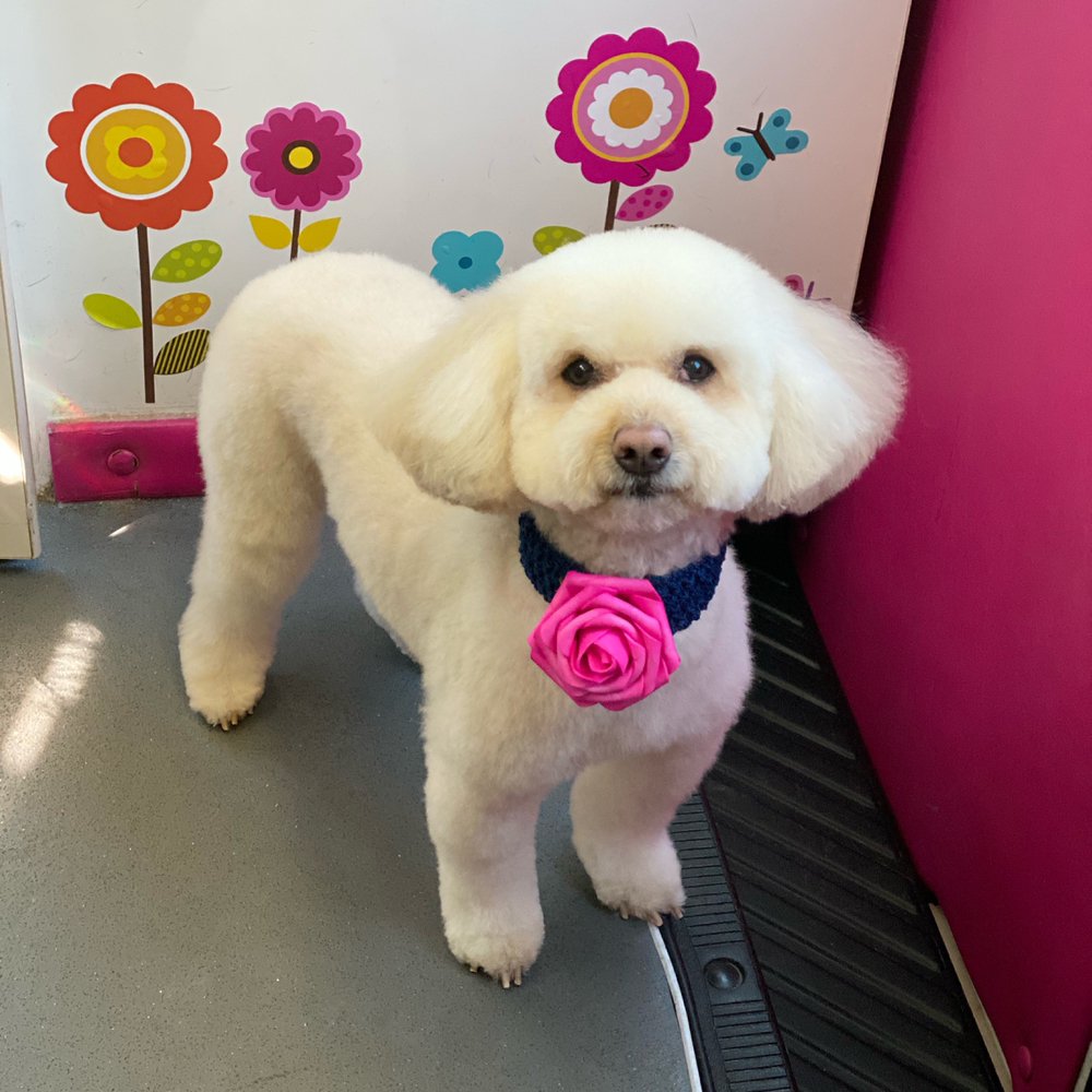 WIGGLES AND WAGS MOBILE DOG SPA Updated October 2024 12 Photos