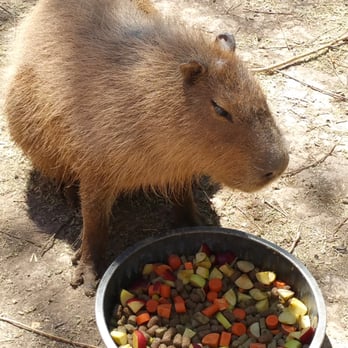 Alameda Park Zoo - Alamogordo zoo is worth a visit. Very nice. - Zoos Near Me - Alamogordo, New Mexico Alameda Park Zoo - Alamogordo zoo is worth a visit. Very nice. - Zoos Near Me - Alamogordo, New Mexico